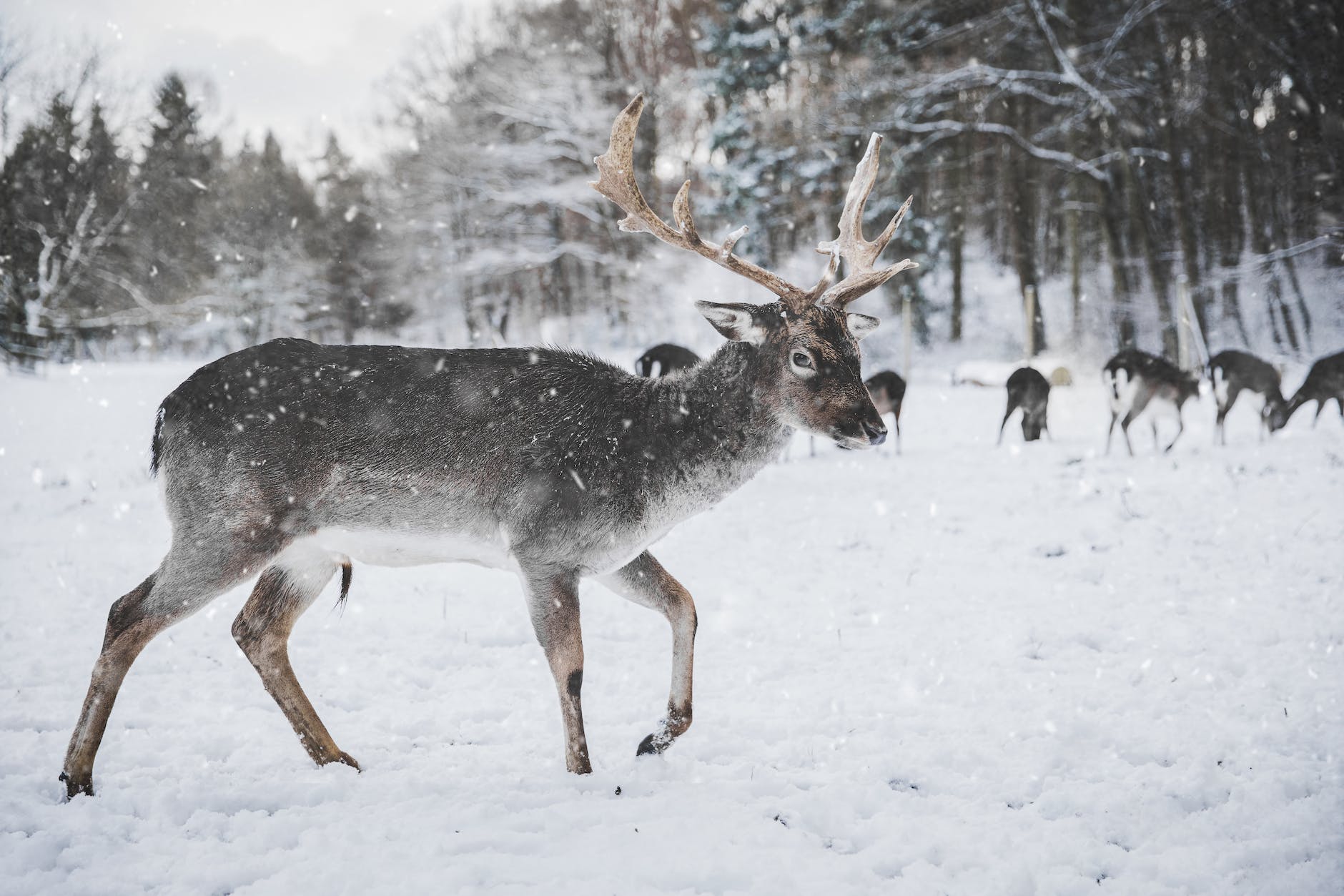 photo of reindeer in the snow